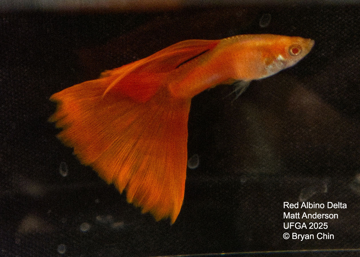Guppy Red Albino